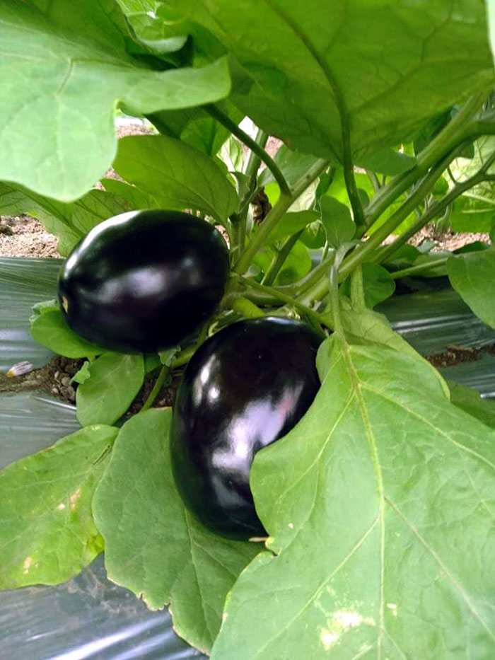 Growing Eggplant | Eggplant in a pot | Aubergine | Brinjal