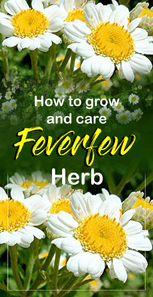 Feverfew