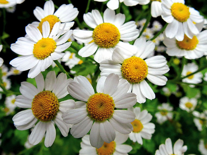 Feverfew