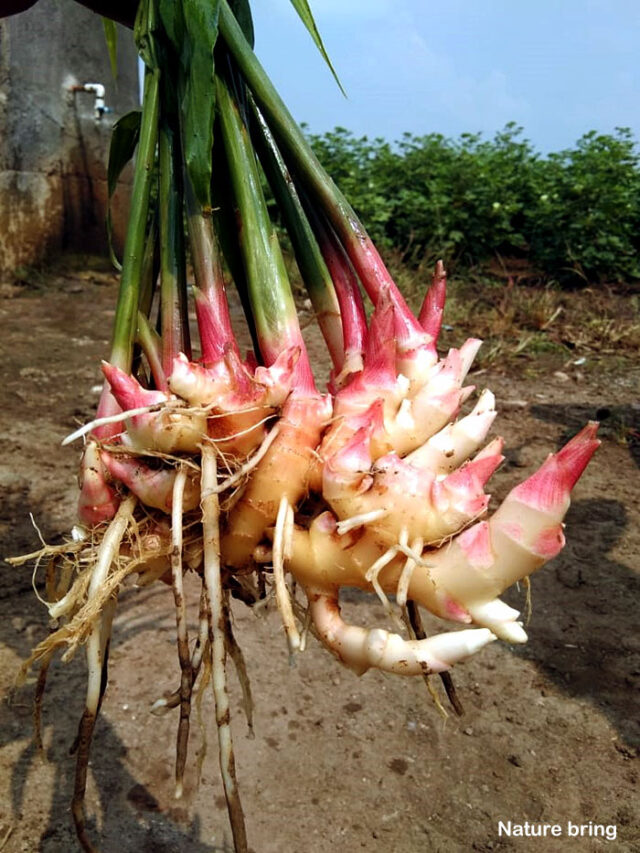 Ginger root plant Idea