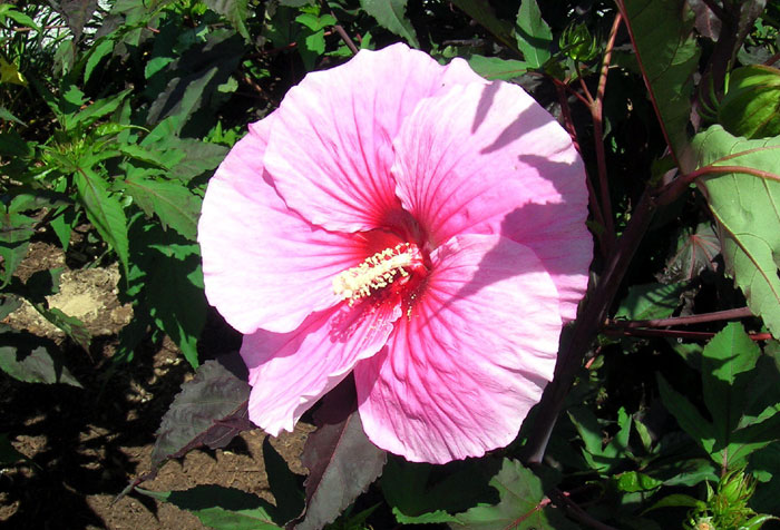 Growing Hibiscus flower | How to Grow Tropical Hibiscus | Hibiscus care ...