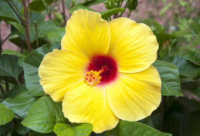 Growing Hibiscus flower | Hibiscus plant