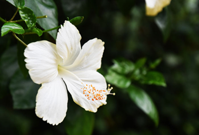 Growing Hibiscus flower | Hibiscus plant