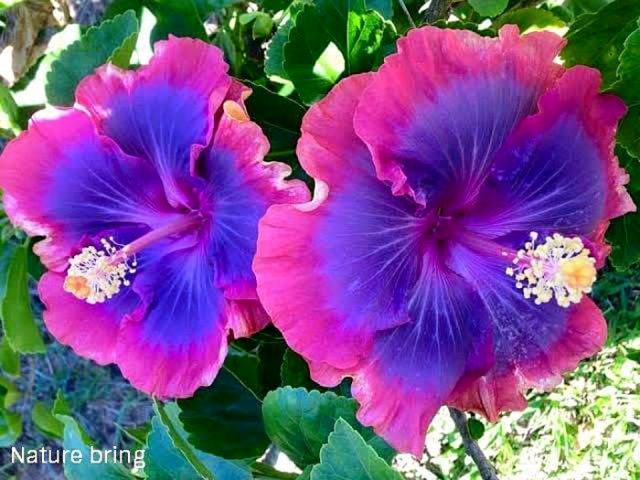 Growing Hibiscus Flower How To Grow Tropical Hibiscus Plant Naturebring 5444