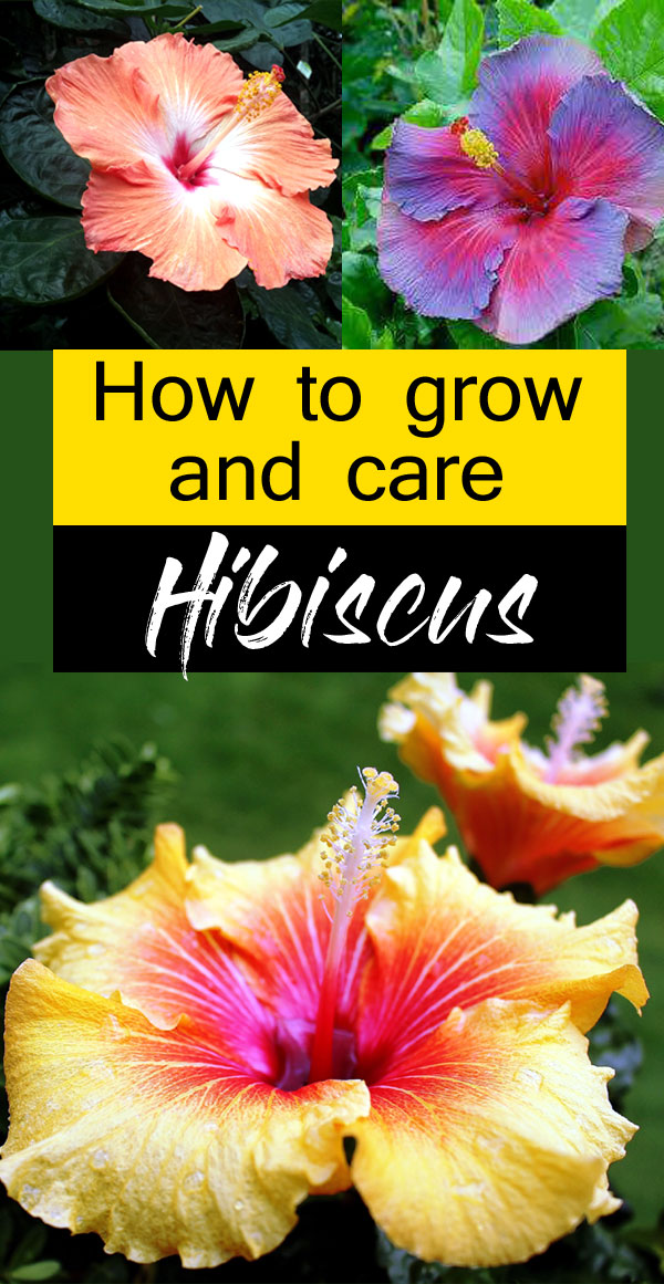 Growing Hibiscus flower | Hibiscus plant | Gudhal