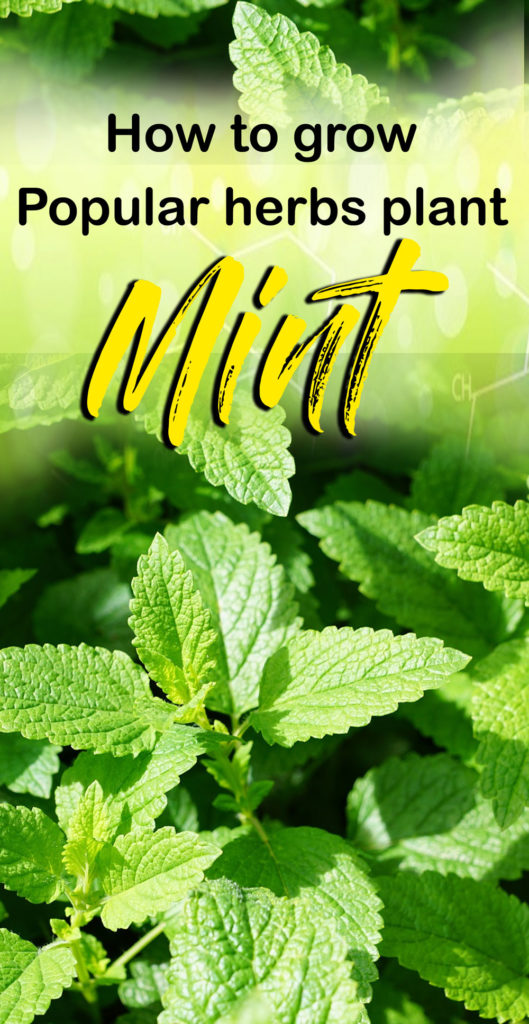 Growing Mint herb plant | Peppermint | how to grow mint in pots