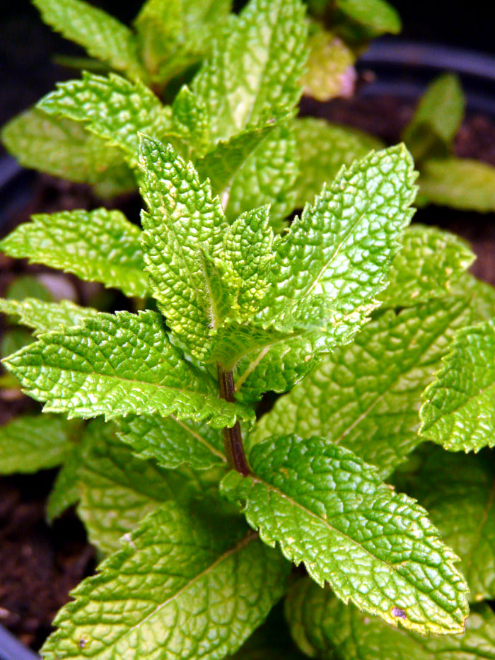 How to grow Mint in pots Growing Mint herb plant