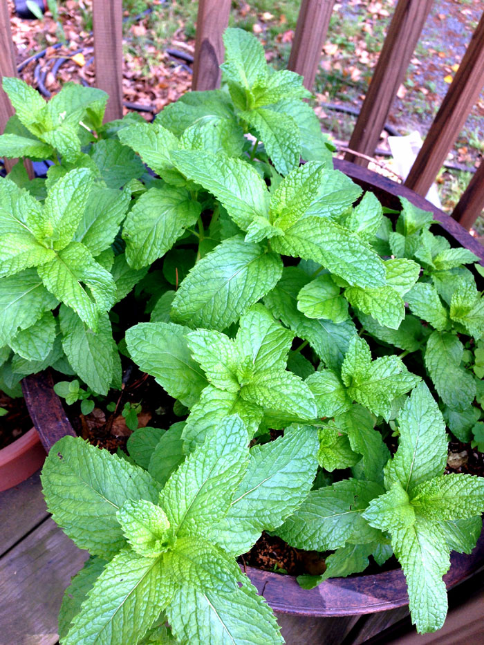 Growing Mint herb plant | Peppermint