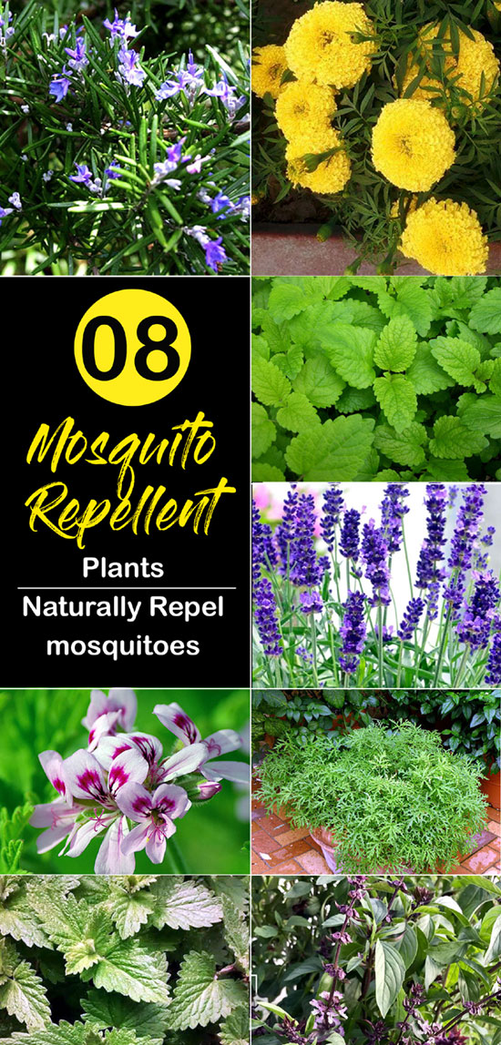 Mosquito Repellent plants | Natural ways to keep mosquitoes away