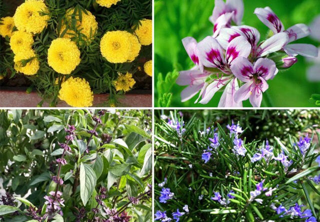 8 best mosquito repellent plants | Repel mosquitoes naturally - Naturebring