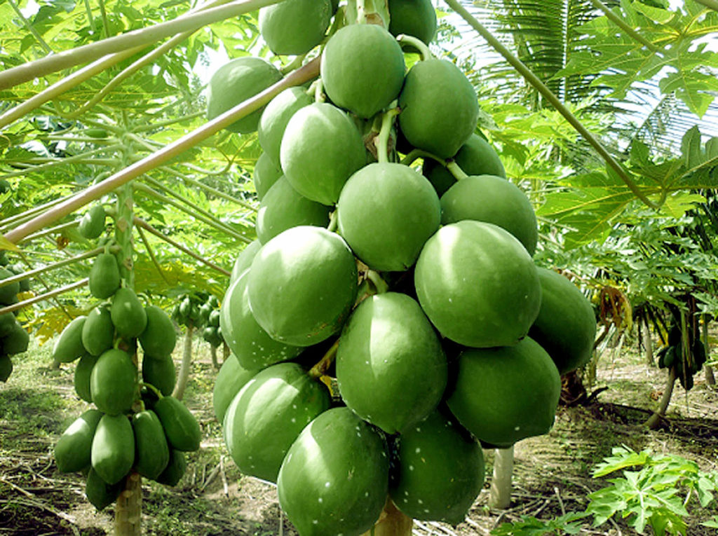Papaya fruit | Health Benefits of Papaya