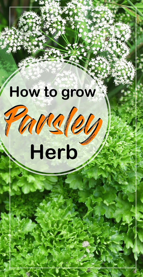 Italian Parsley | growing parsley