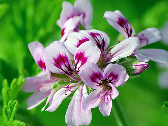 Mosquito Repellent plants