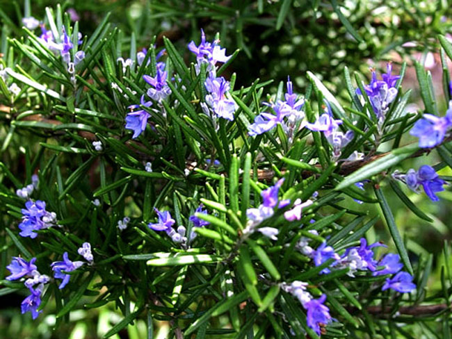 Mosquito Repellent plants