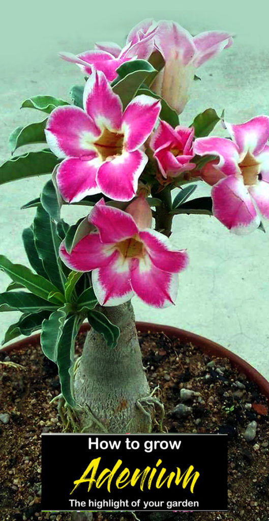 Growing Desert Rose | Adenium plant | How to Grow Adenium plant