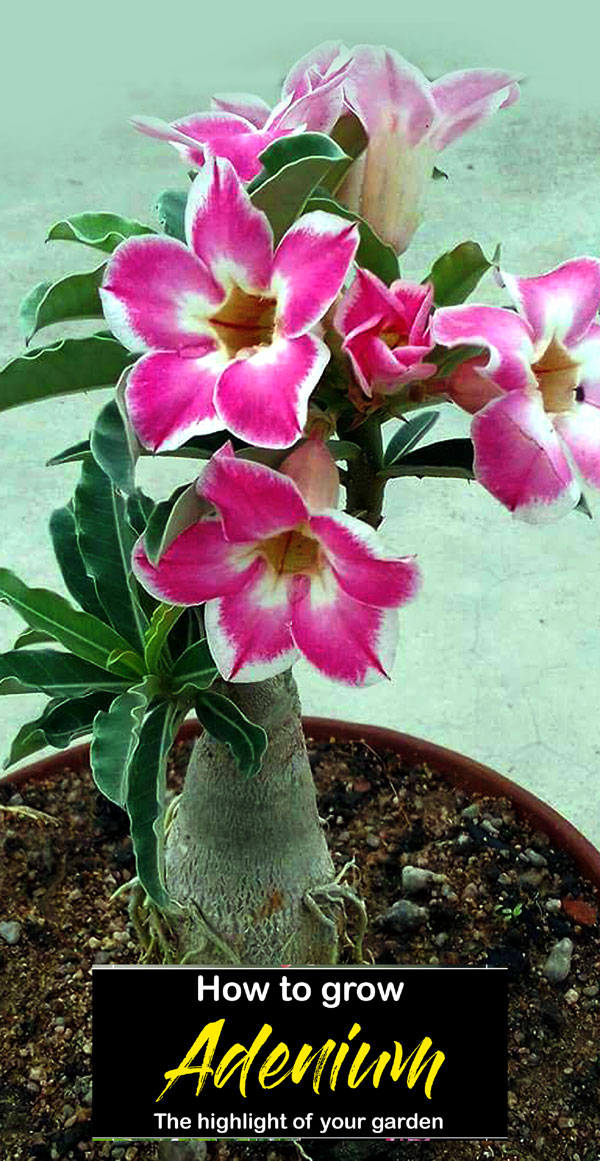 Growing Desert Rose plant | Adenium plant