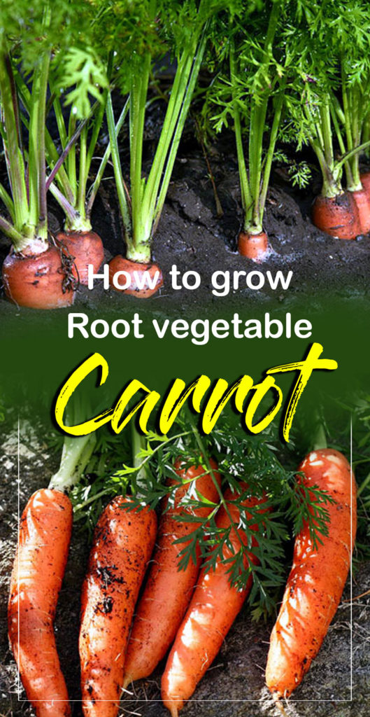 how to grow carrots | 