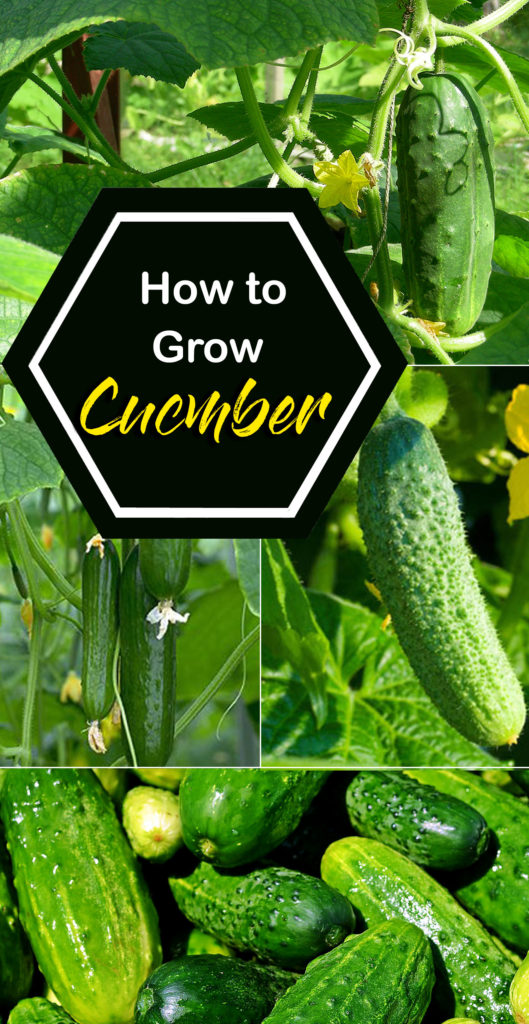 Growing Cucumber How to grow cucumber in a pot
