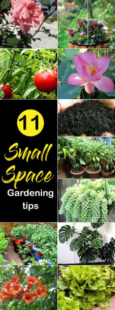 Small space gardening