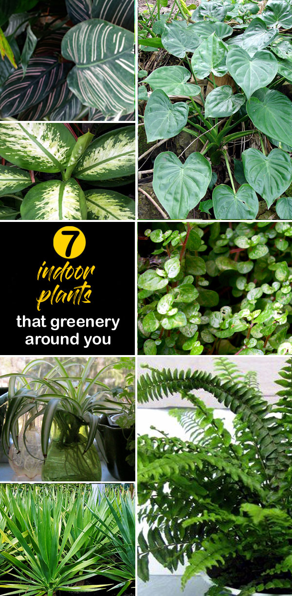 indoor plants | Houseplants