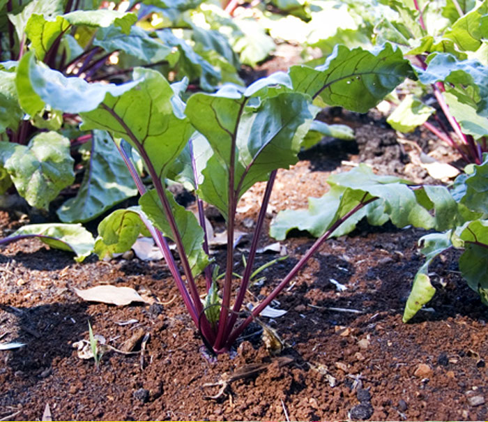 Growing Beets in pots | how to grow beets