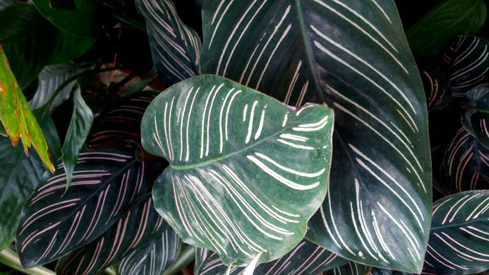 indoor plants | Houseplants