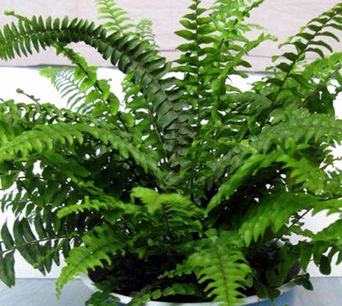 indoor plants | Houseplants