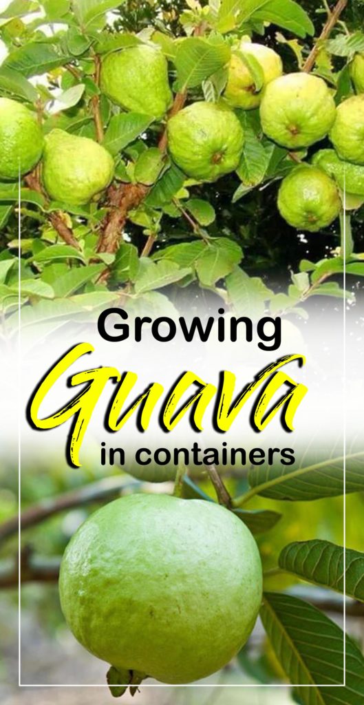 Guava