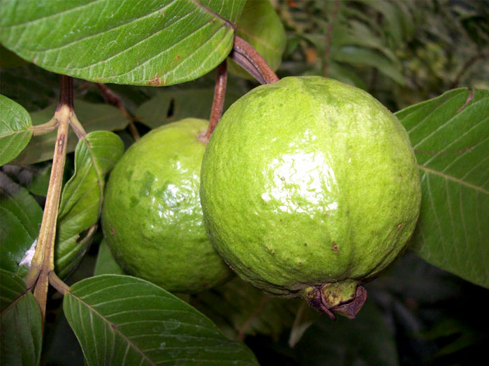 Guava