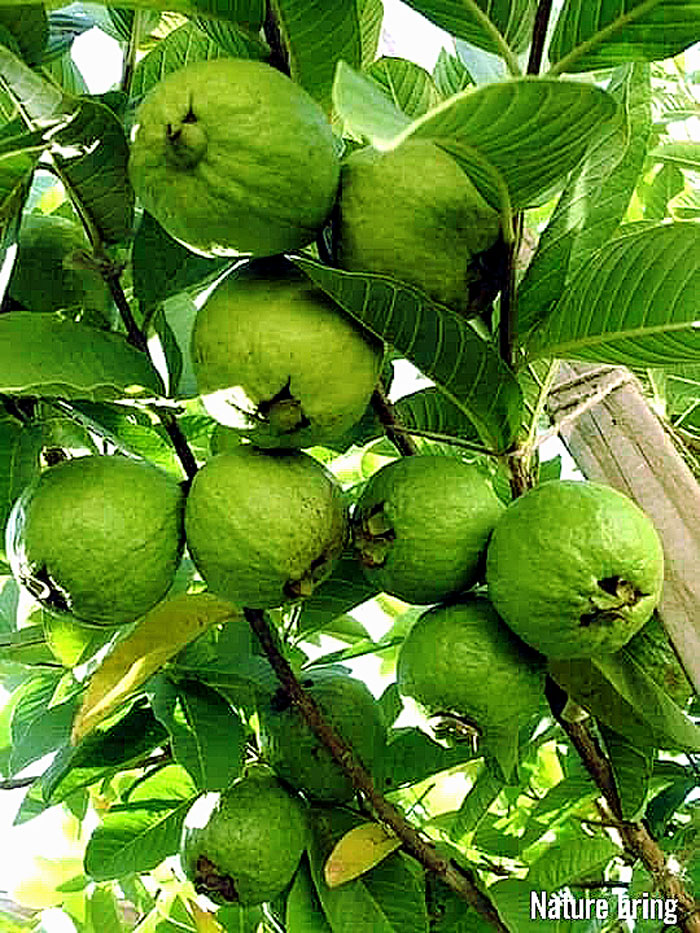 Growing guava plant | tropical fruit
