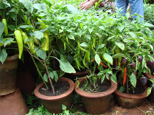 Kitchen gardens | How to make your own Kitchen garden | patio gardening
