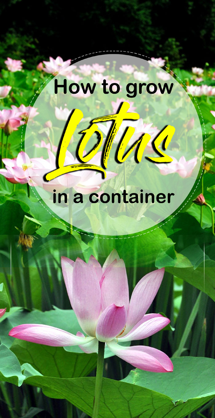 How to grow Lotus plant in a container | Growing and care Lotus ...