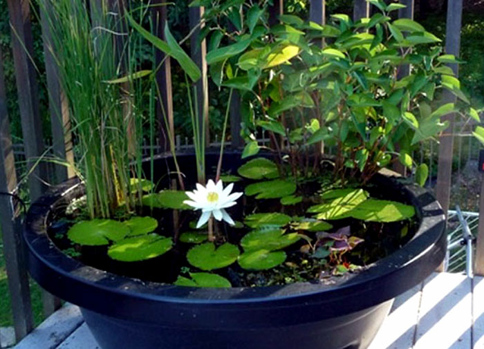 How to grow Lotus plant in a container Growing and care