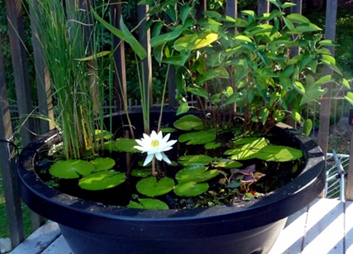 How to grow Lotus plant in a container Growing and care Lotus