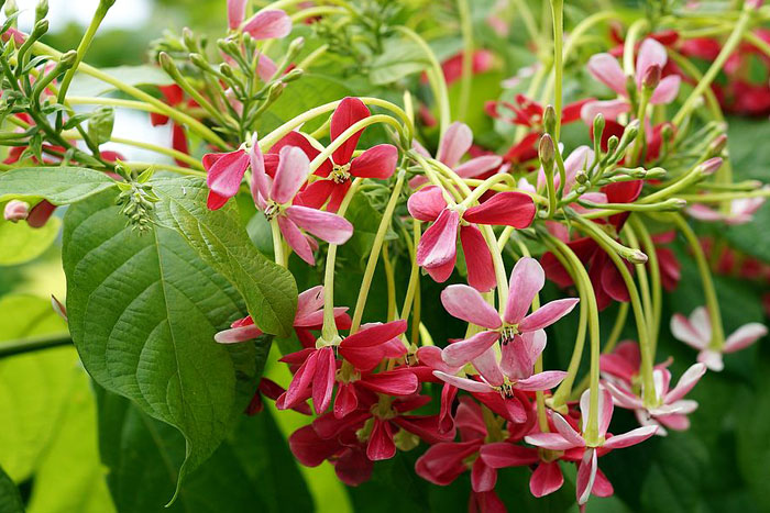 Balcony Garden