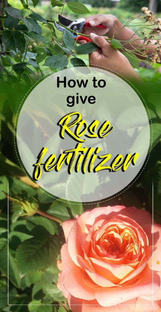 Rose fertilizer | fertilizer NPK