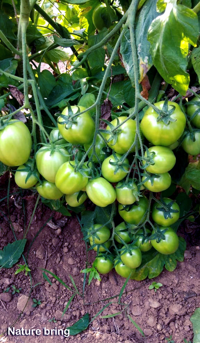 Seasonal vegetables