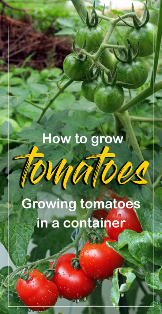 How to Grow Tomatoes | Tomato plant