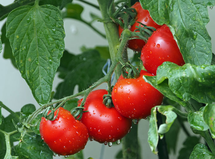 Ripe tomatoes