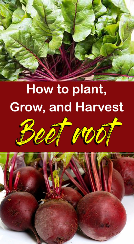 Beets | growing beets