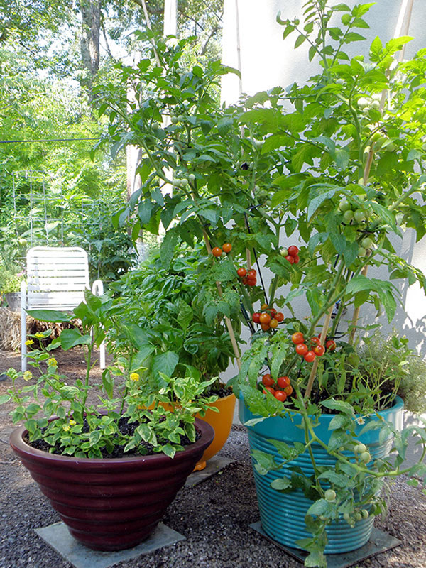 Tomato plant in containers