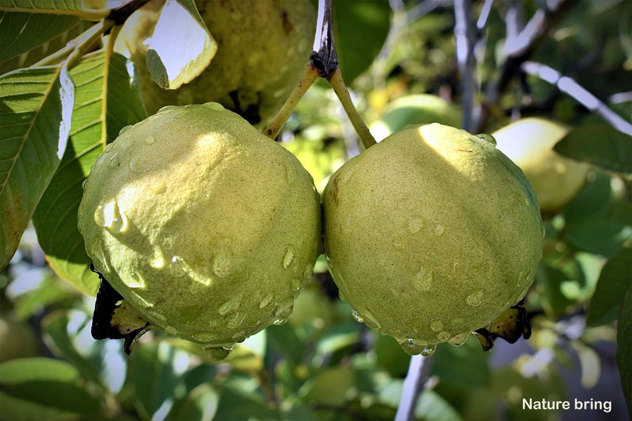 How to grow Guava tree in a container | Growing guava plant