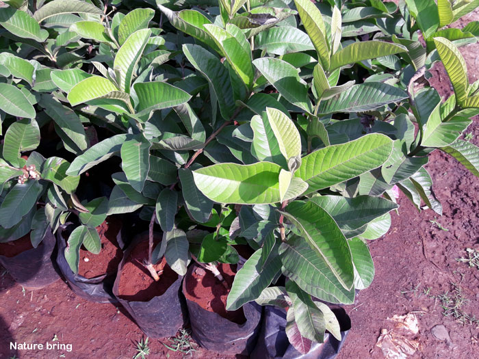 How to grow Guava tree