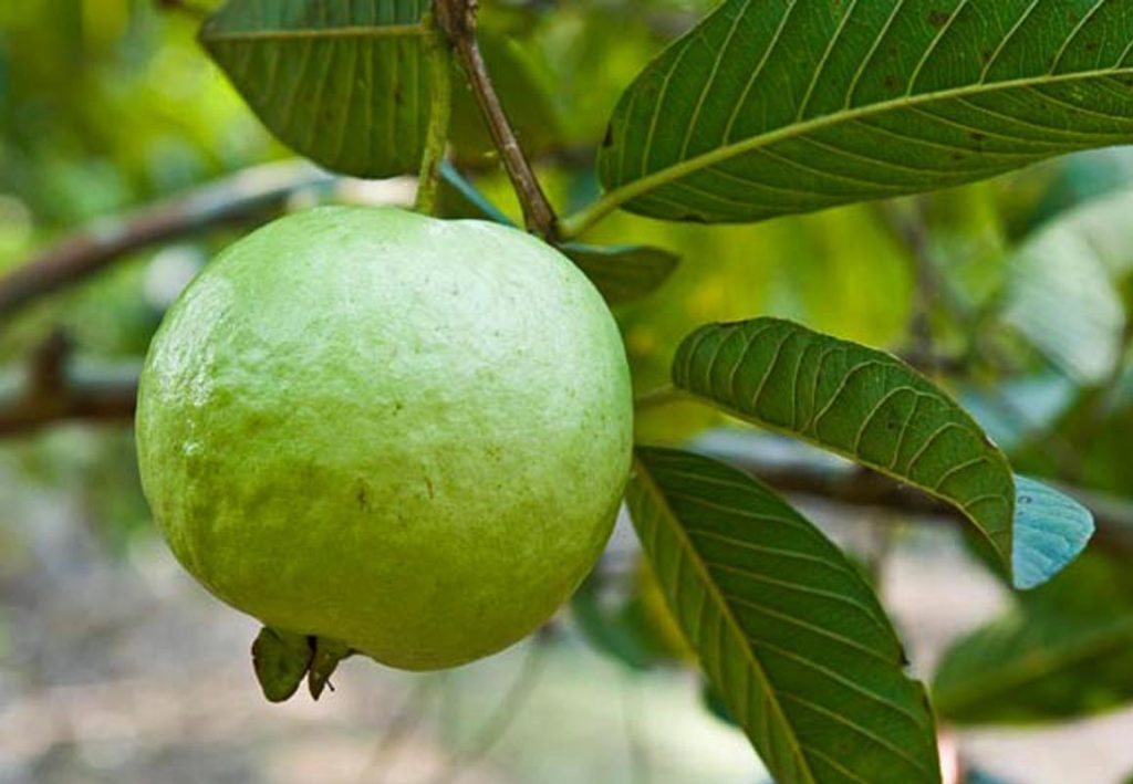 How to grow Guava tree in a container | Growing guava plant | tropical ...