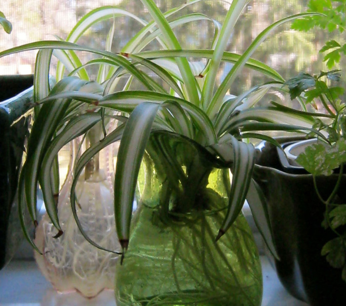 indoor plants | Houseplants