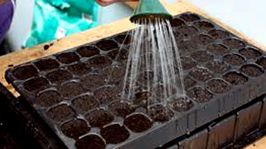 watering-seedling-tray