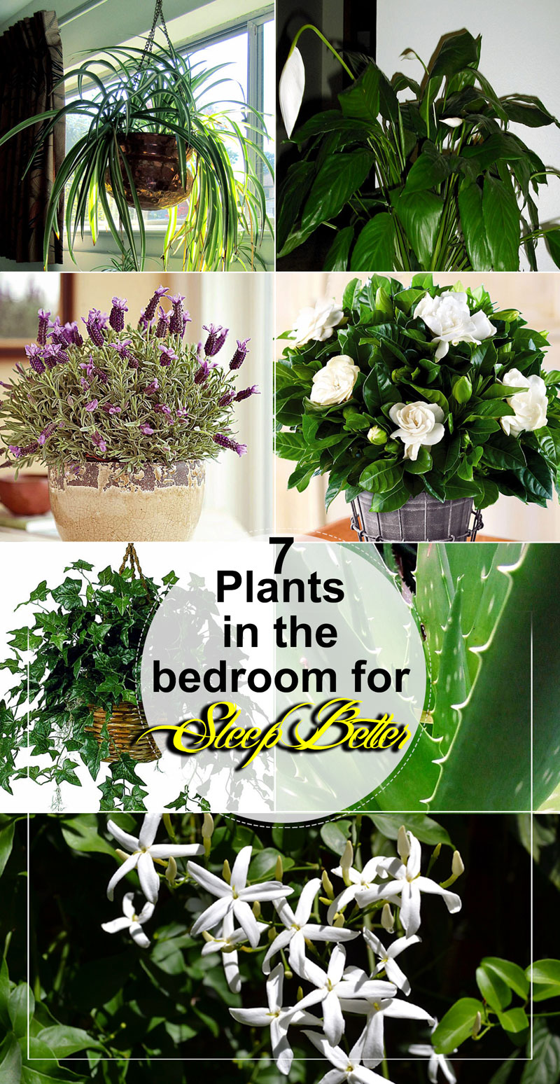 Can You Put Plants In Your Bedroom