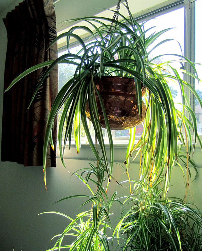 Bedroom plants