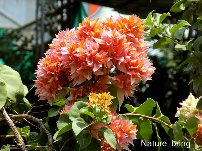 Growing Bougainvillea | How to grow Bougainvillea in pots | flowering shrubs plants