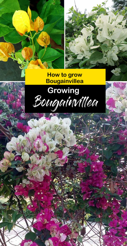 Growing Bougainvillea | How To Grow Bougainvillea In Pots | Flowering ...